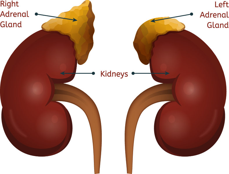 adrenal-mass-symptoms-diagnosis-and-treatment-saint-john-s-cancer