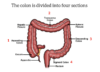 The Colon and Colorectal Cancers | Saint John’s Cancer Institute