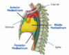 Mediastinal Tumor (Mass): Symptoms, Diagnosis and Stages | Saint John’s ...