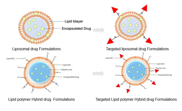 Development Of Nanocarriers For Cancer-Targeted Drug Delivery | Saint ...